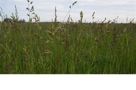 purpose pasture grass mix great basin seeds pasture grass seed