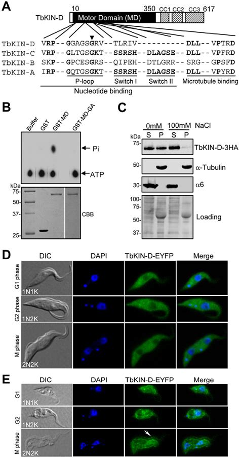 subpellicular microtubule | Semantic Scholar