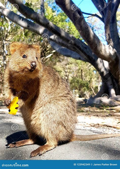 Quokka from Rottnest Island Stock Image - Image of nature, perth: 123942349