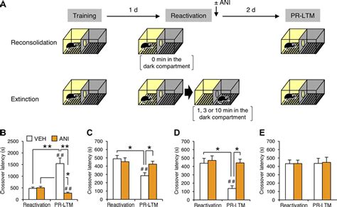 Active Transition Of Fear Memory Phase From Reconsolidation To