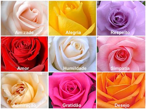 Tipos De Rosas Fotos Nomes Cores E Significados Off