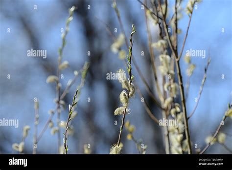 Flowering Bush Of Pussy Willow In The Spring Forest Stock Photo Alamy