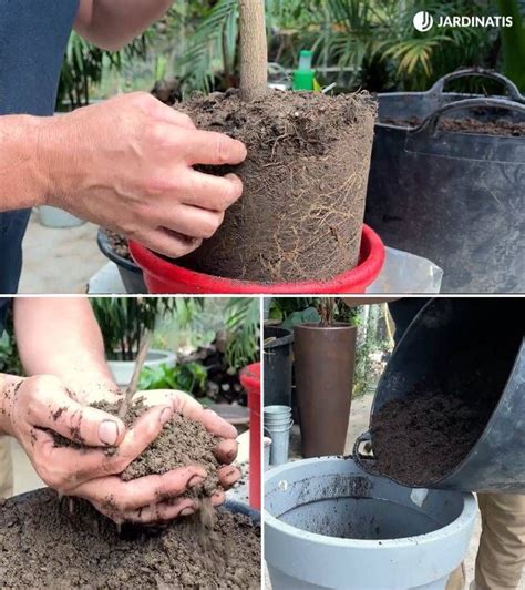 Gu A Completa Para El Cuidado Del Naranjo En Maceta