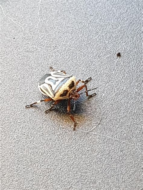 Is this a stink bug? : r/whatsthisbug