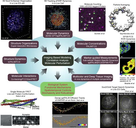 Imaging Live Cell Dynamics And Structure At The Single Molecule Level