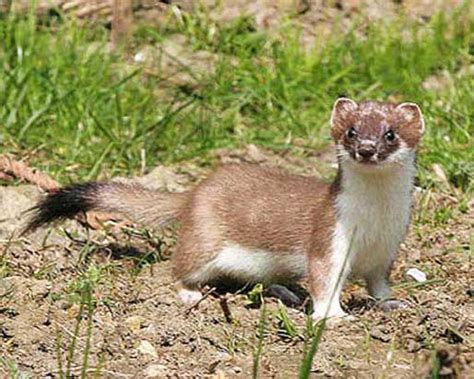 Горностай: все самое интересное о повадках и образе жизни