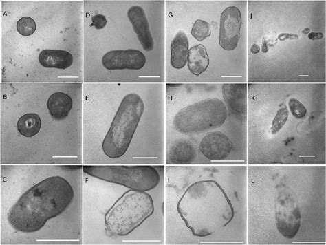 Frontiers Inactivation Of Salmonella Spp And Listeria Spp By