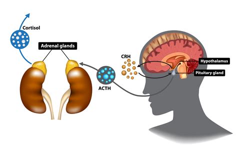 Hypothalamic-Pituitary-Adrenal (HPA) Axis