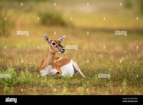 Wild Female Blackbuck Or Antilope Cervicapra Or Indian Antelope Closeup