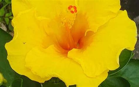 beautiful yellow  jigsaw puzzles