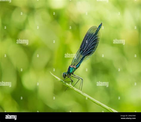 Banded Damselfly Calopteryx Splendens Male Stock Photo Alamy