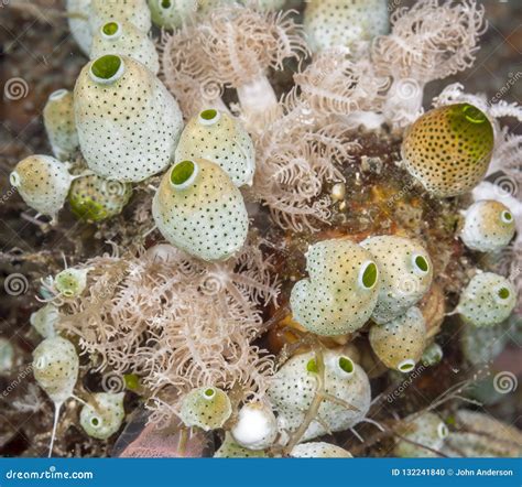 Tunicate Underwater Off The Coast Of Bali Stock Photo Image Of