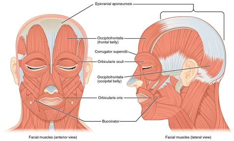 8 1 Los Músculos de la Cabeza y el Cuello LibreTexts Español