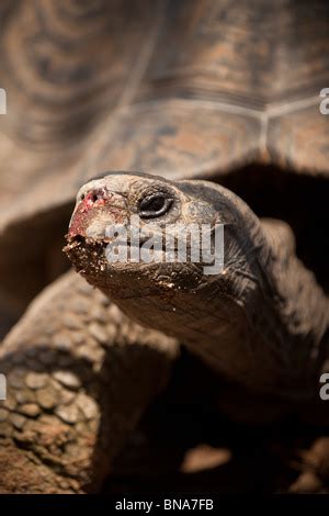 La Tortue G Ante D Aldabra Dans Les Les De L Atoll D Aldabra Aux