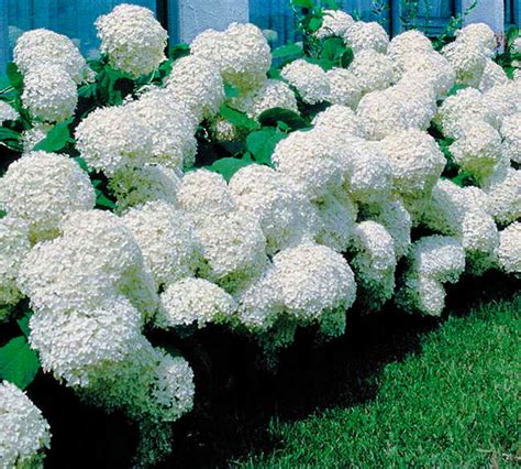 Гортензия древовидная Анабель (91 фото) - фото - картинки и рисунки ...