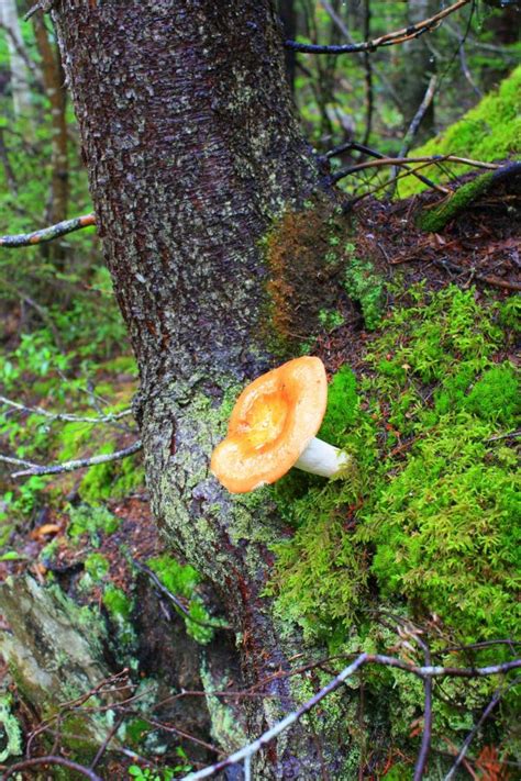 Free Images Tree Nature Forest Branch Wing Leaf Flower Trunk