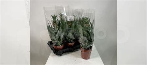 Ананас купить в Москве | Товары для дома и дачи | Авито