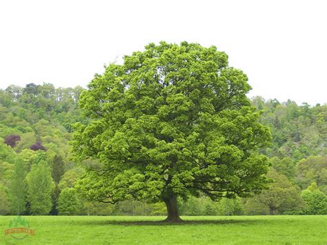 Красивые картинки дуба (60 картинок) 🤣 WebLinks