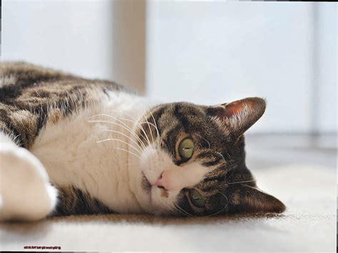 Why Does My Cat Yell At Me? - 21Cats.org