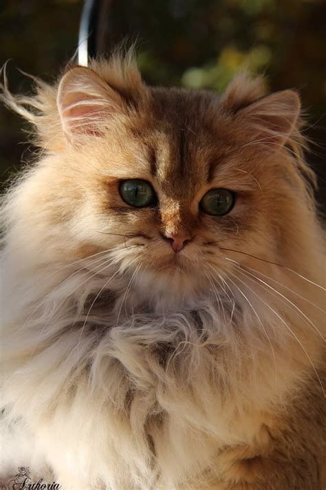 British Longhair Cat Personality Vasiliki Clarkson