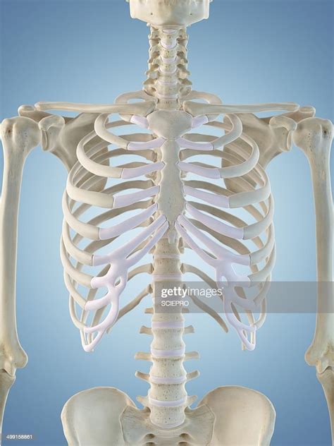 Human Skeletal Structure Artwork High-Res Vector Graphic - Getty Images