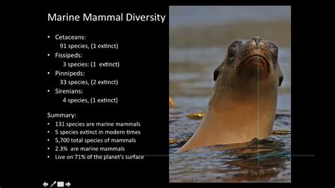 Marine Mammals Of The World A Comprehensive Guide To Their