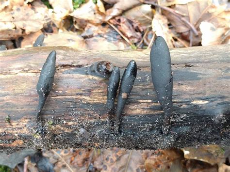 Xylaria Longipes The Ultimate Mushroom Guide