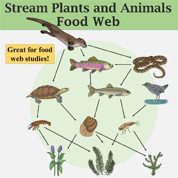 River Ecosystem Clip Art (Stream Plants and Animals) by The Naturalist