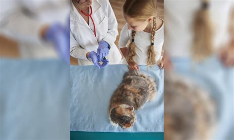 Jak często odrobaczać kota? - PetPortal.pl