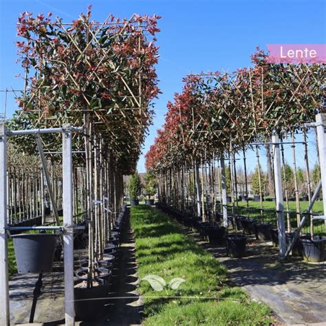 Glanzmispel Red Robin Photinia Höhe 280 cm Spalierbaum