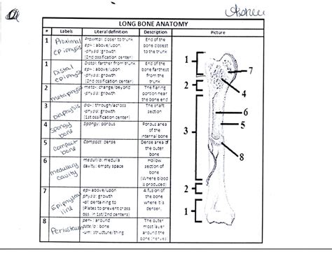 Anatomy of a Long Bone - Ashley's Anatomy Website