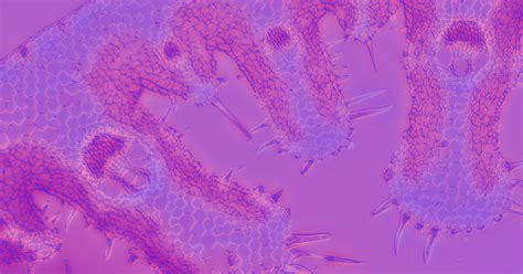Экзосомы: большой гайд по главному бьюти-компоненту года | Flacon