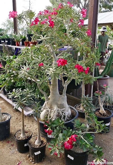 How To Repot A Beautiful Adenium Desert Rose Adenium Desert Rose