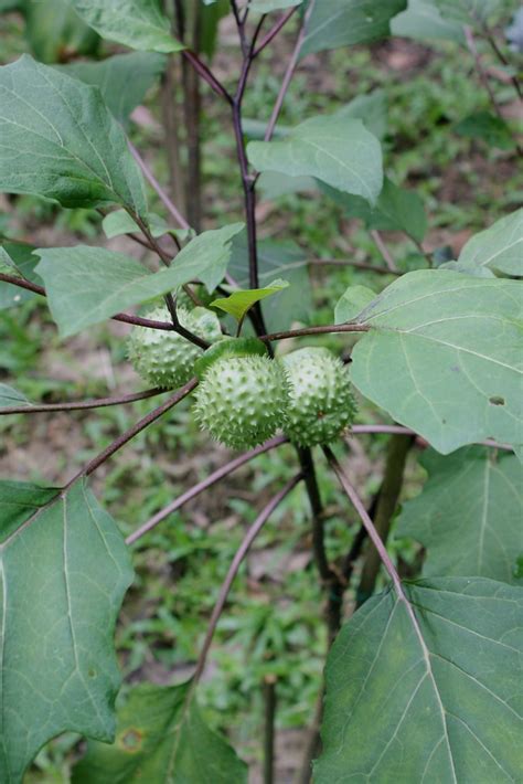 Datura metel L. | RIUM, WP Kuala Lumor, Malaysia. Datura met… | Flickr