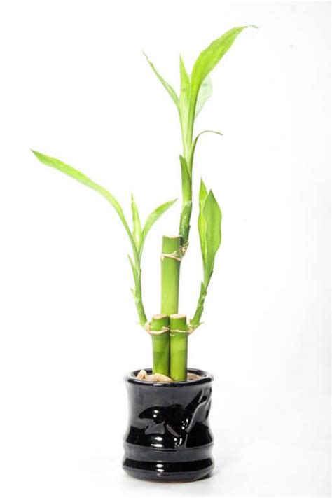 Lucky Bamboo Plant Care And Propagation A Complete Guide