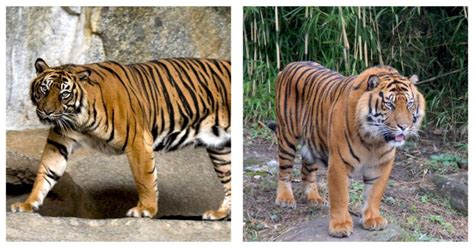 Perbandingan Harimau Sumatera dan Harimau Jawa, dari Habitat hingga Mangsa