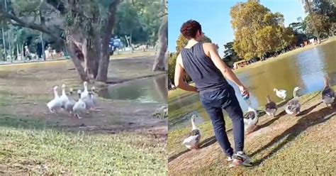 TikTok Viral Estaba En Un Lago Comiendo Y Una Bandada De Patos Se Le