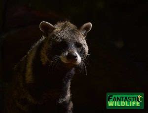 Civet Diet Archives - Fantastic Wildlife