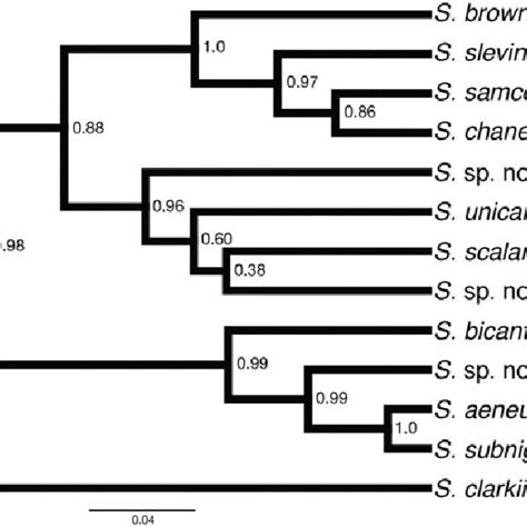 Multi Locus Ndna Based Phylogenetic Relationships Inferred In Beast