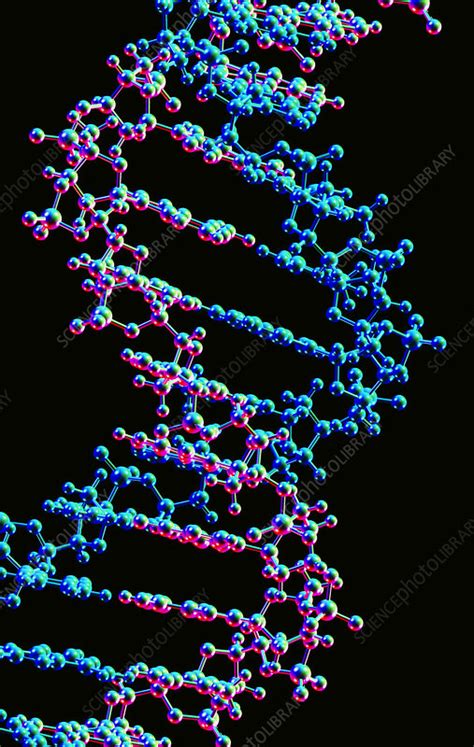 Dna Double Helix Structure Stock Image G Science Photo