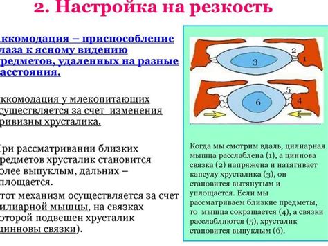 Зрительное восприятие и познание (лекция 2) - презентация онлайн