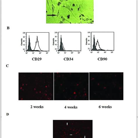 Bone Marrow Derived Mesenchymal Stem Cell Characterization And Homing Download Scientific