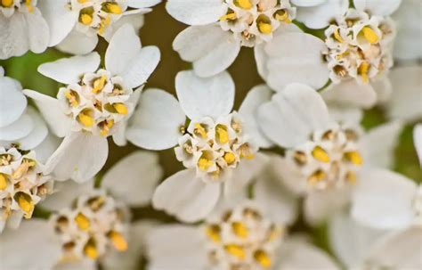 Achillée Millefeuille et ses bienfaits Espace phytothérapie