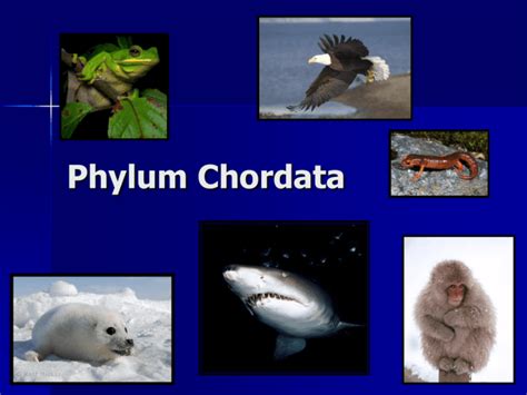 Phylum Chordata Animals