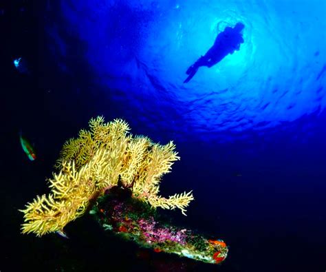 Night Diving Specialty In La Herradura And Almuñécar Discover The