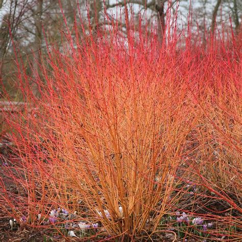 Дерен кроваво-красный Anny's Winter Orange - Питомник Федотово