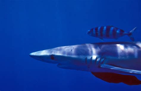 Where Have All The Blue Sharks Gone Shark Stewards