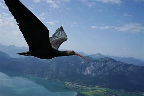 Ucciso Altro Ibis Eremita Parco Natura Viva Toscana Diventi Black