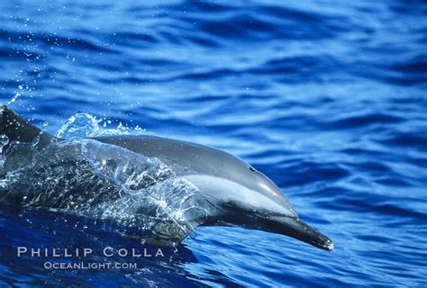 Pantropical Spotted Dolphin Stenella Attenuata Photo Maui Hawaii