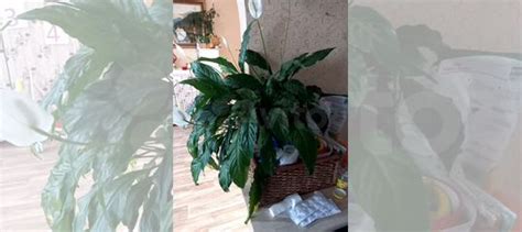 Спатифиллум купить в Пензе | Товары для дома и дачи | Авито